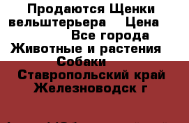 Продаются Щенки вельштерьера  › Цена ­ 27 000 - Все города Животные и растения » Собаки   . Ставропольский край,Железноводск г.